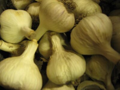 Gourmet Garlic: Porcelains Image